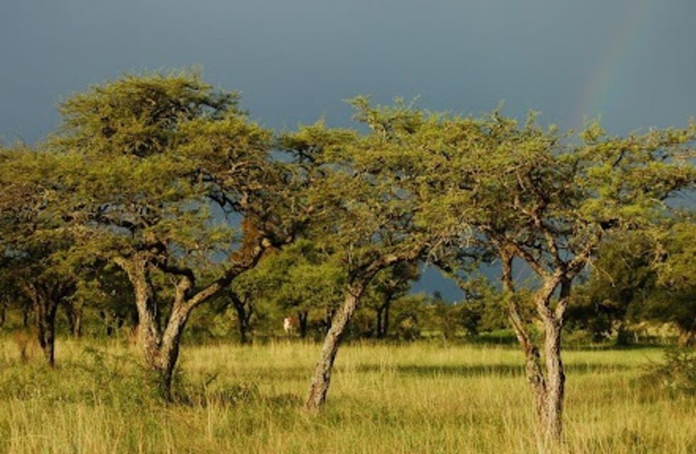 El Municipio busca la creación de cortinas forestales