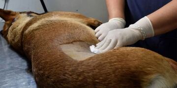 Aprobaron las castraciones veterinarias masivas en Bonpland.