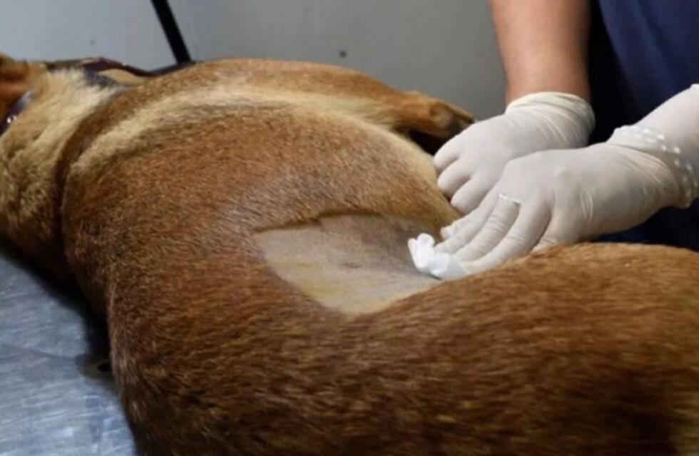 Aprobaron las castraciones veterinarias masivas en Bonpland