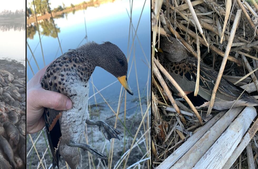 Siguen apareciendo animales muertos en la laguna El Viborón, está vez aves muertas