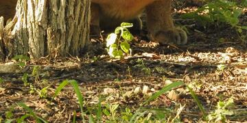 Puma en San Marcos Sierras. (Alejandra Juárez / Proyecto Carayá)