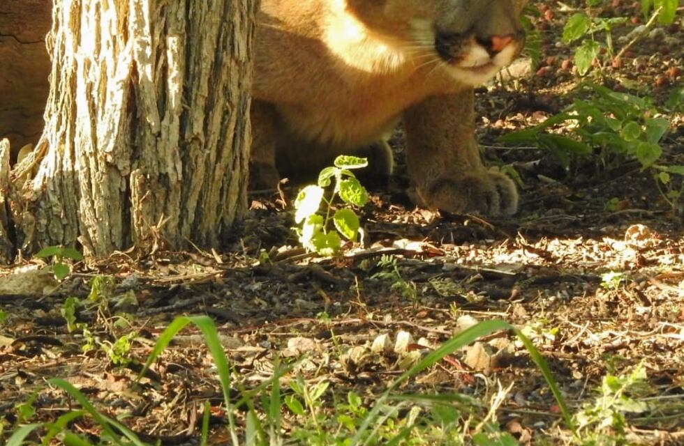 El puma capturado en San Marcos Sierras ya está en la reserva de los monos Carayá