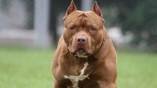 Perro pitbull. (Imagen ilustrativa)