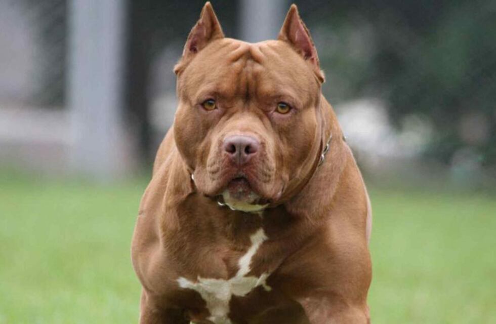 Imputaron por “lesiones gravísimas” al dueño de los pitbull que atacaron a una beba en Santa Fe