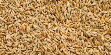 Triticale
