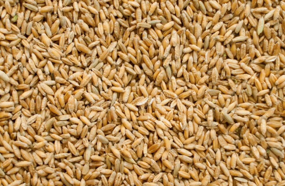 Triticale una opción en la seca