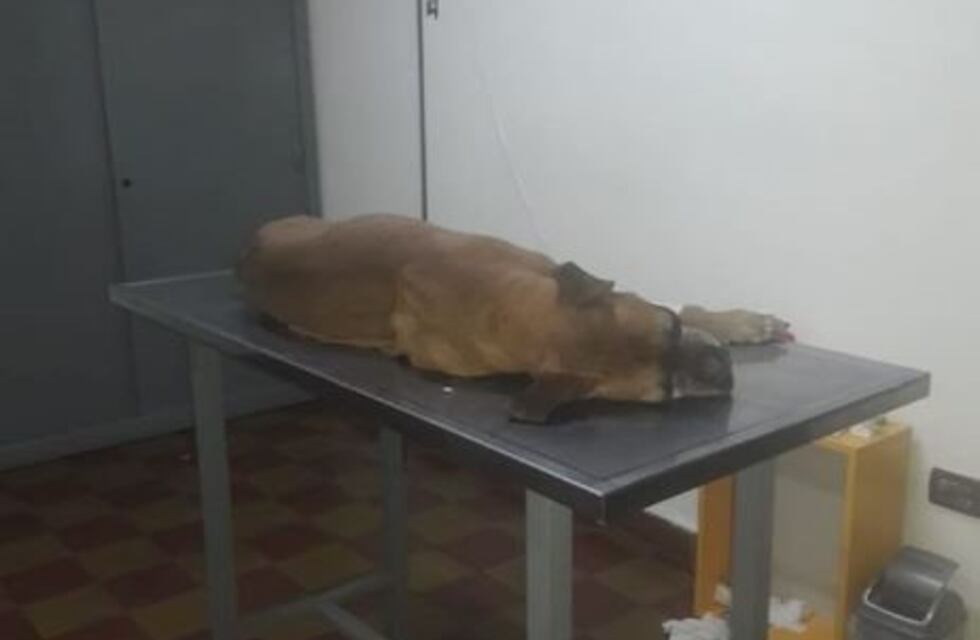 Un perro agoniza por la pirotecnia pese a la prohibición por ordenanza