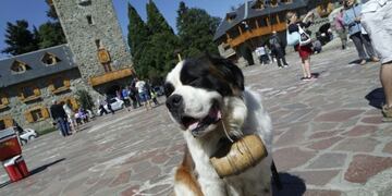 Perro San Bernardo en Bariloche\u002E