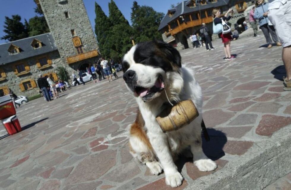 Piden que desaparezca la foto con el San Bernardo en Bariloche
