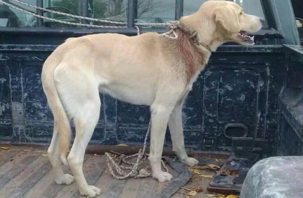 Rescataron a un perro abandonado y atado con alambre en San Luis