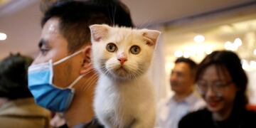 Vietnam realizó el primer concurso nacional de gatos\u002E (REUTERS)