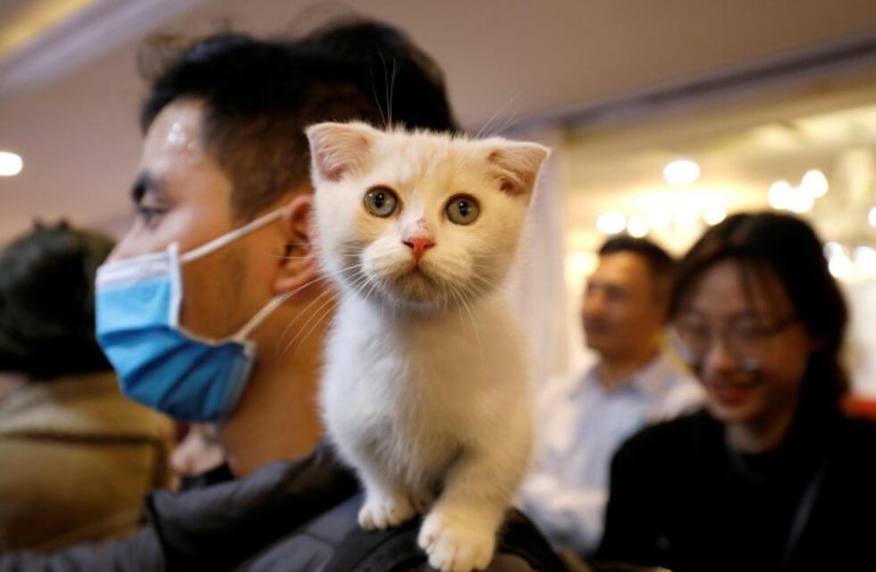 Las mejores imágenes del primer concurso nacional de gatos de Vietnam