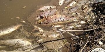 Los peces aparecieron sin vida el último domingo\u002E (Diario Cañada)