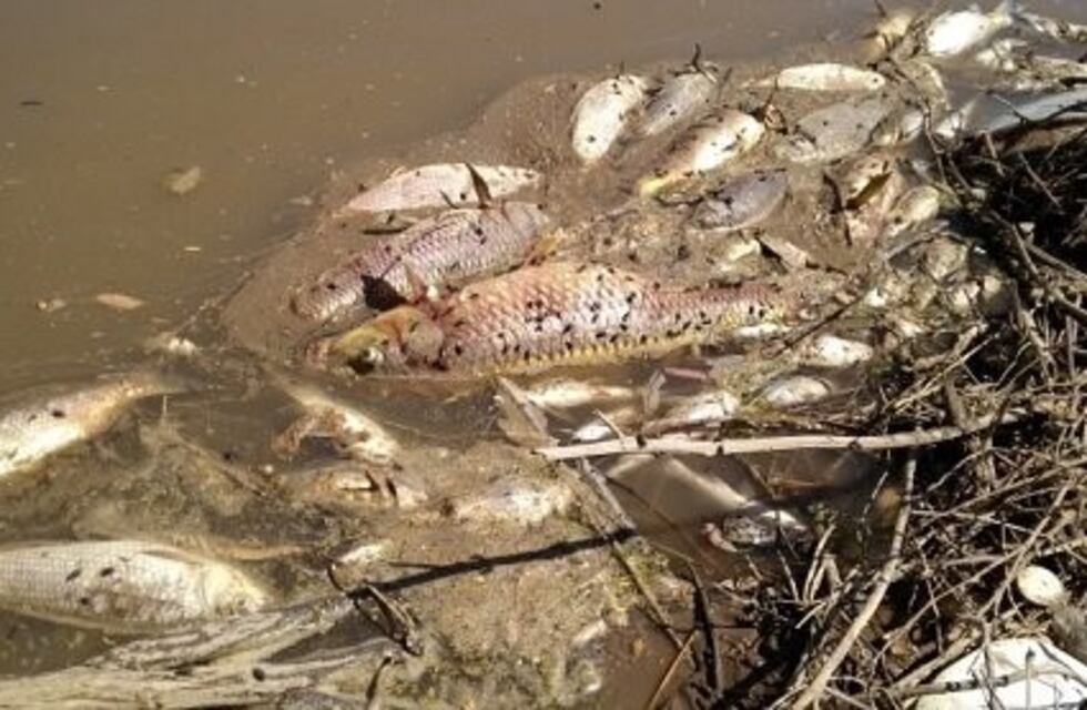 Las altas temperaturas y el bajo caudal de agua, las causas de muerte de peces en el Carcarañá