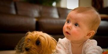 perrito viral (Instagram/@ralph_e_doodle)