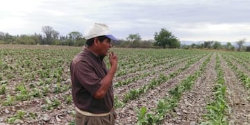 Campos tabacaleros en Jujuy