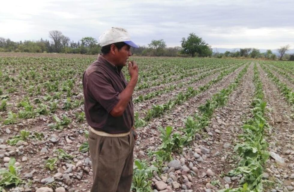 $219 millones para productores jujeños como adelanto del Fondo Especial del Tabaco