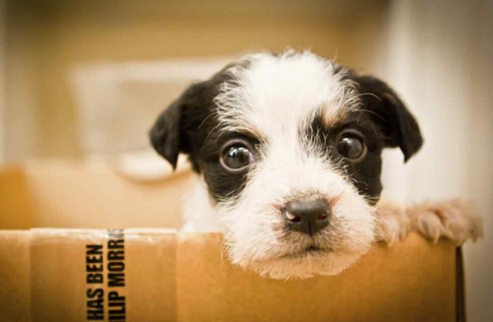 El próximo domingo 29 de Abril adoptá una mascota