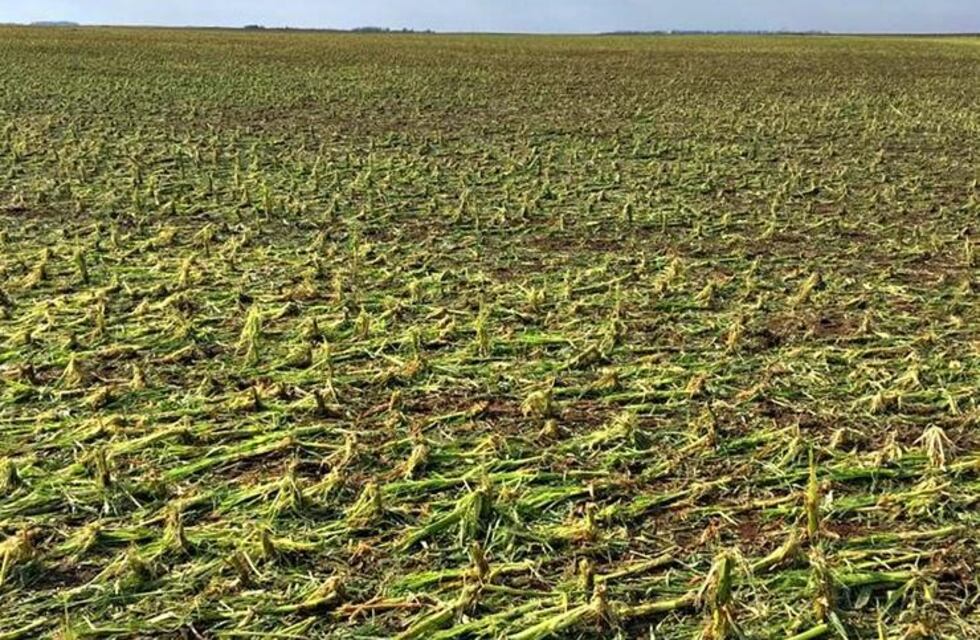 El granizo en La Pampa provocó severos daños en los cultivos y grandes pérdidas
