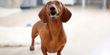 La cachorra de perro salchicha fue sustraída a través de la reja de una casa en barrio Guadalupe\u002E (Archivo)