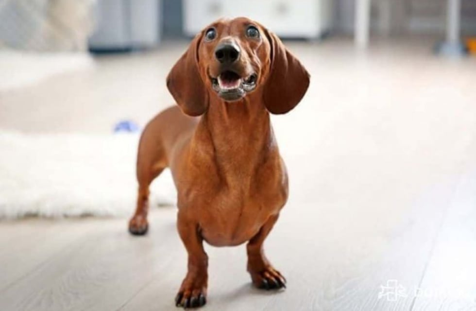 El "talento" de un delincuente para robarse un cachorro de perro salchicha en barrio Guadalupe