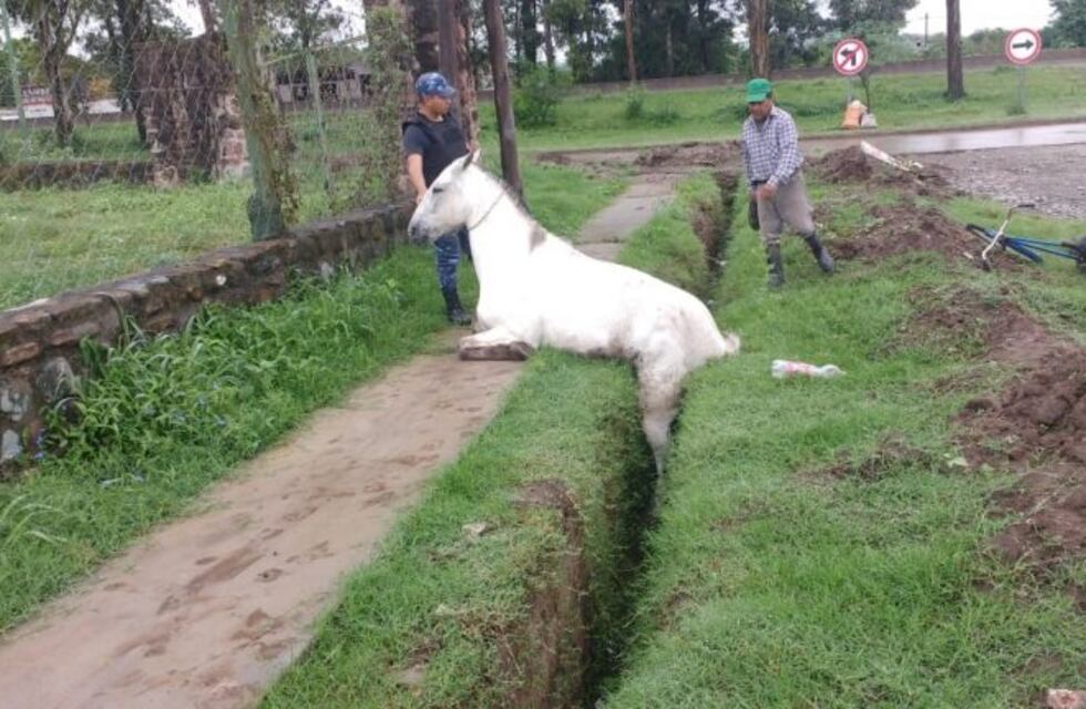 La Policía rescató a un caballo atrapado en una zanja
