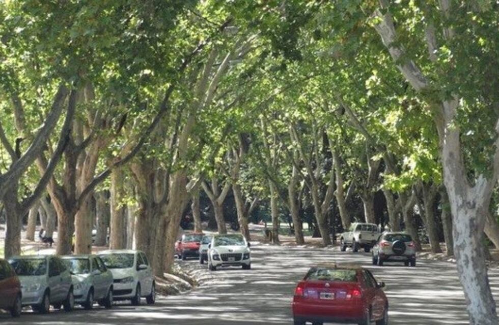 Mendoza será pionera en realizar un censo de arbolado público
