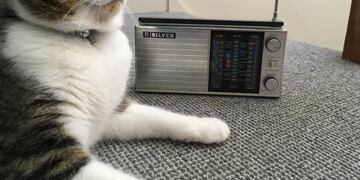 25/02/2020 Gato POLITICA INVESTIGACIÓN Y TECNOLOGÍA ABI TANSLEY