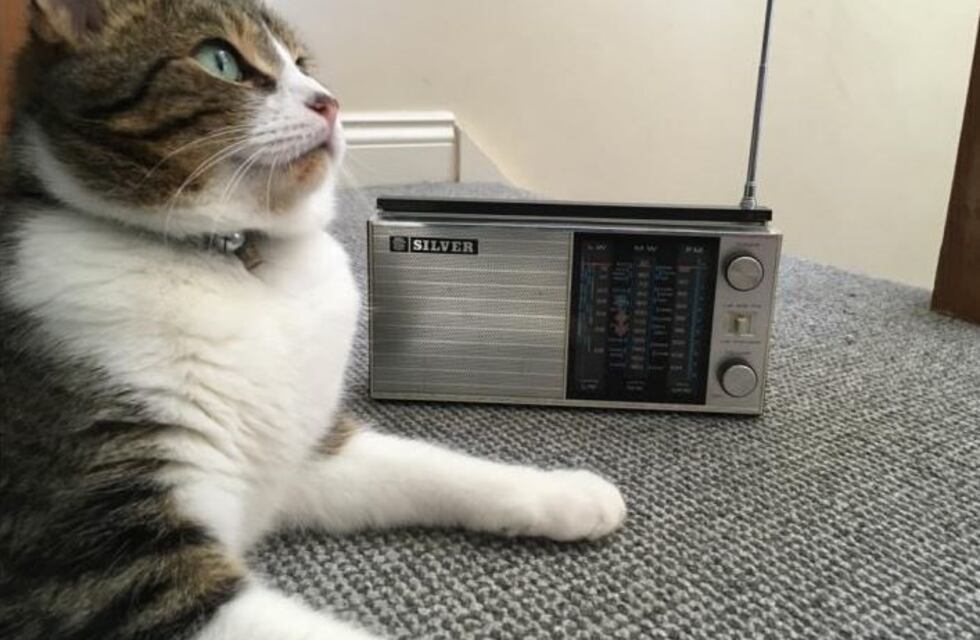 Un abuelo quería volver a ver a su gato antes de morir y lo sorprendieron en el hospital