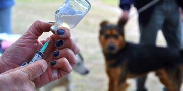 El servicio de vacunación antirrábica es gratuito\u002E