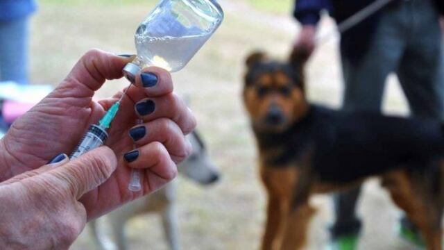 El servicio de vacunación antirrábica es gratuito\u002E