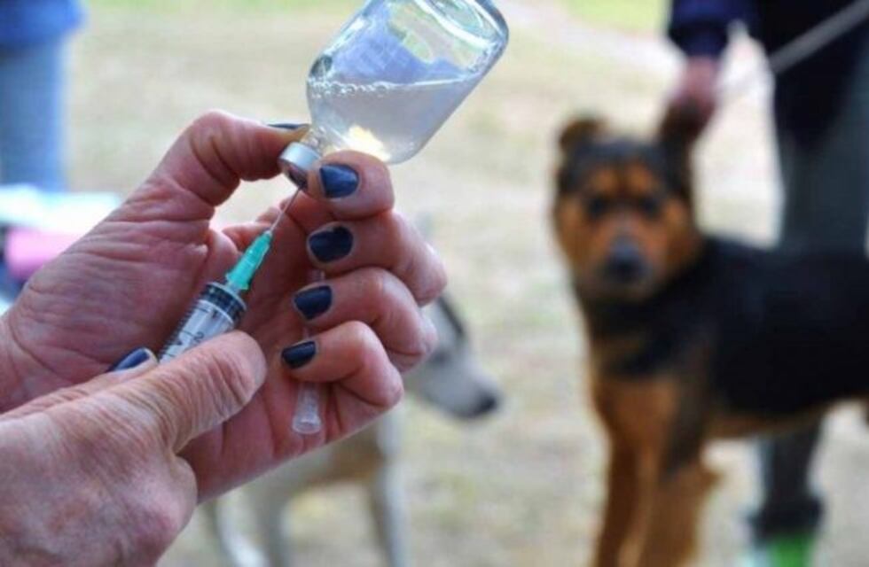 Se lanza la Campaña de Vacunación Antirrábica 2018