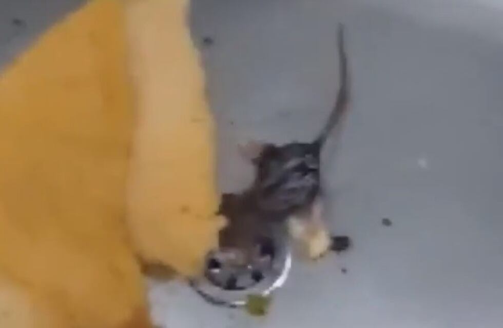 Detectaron la presencia de roedores en el Instituto de Educación Policial