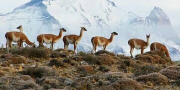 Un guanaco en la laguna congelada de Bahía Redonda sorprende a los vecinos