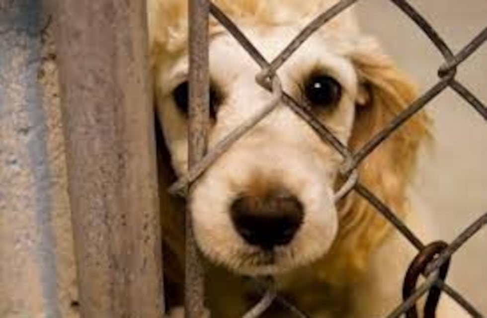 Un hombre pintó a su perro con aerosol y generó una ola de críticas en las redes