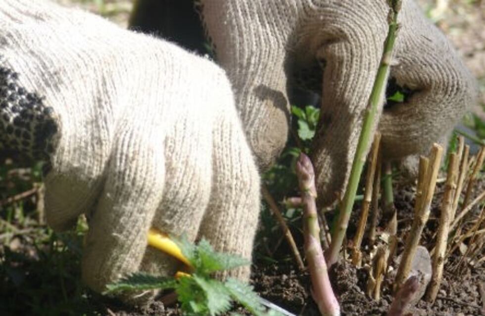 Aprendé los principios básicos para armar una huerta familiar