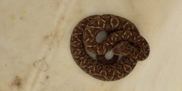 La Serranita: una mujer fue mordida por una yarará y se encuentra en terapia intensiva