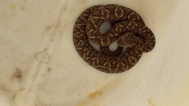 La Serranita: una mujer fue mordida por una yarará y se encuentra en terapia intensiva