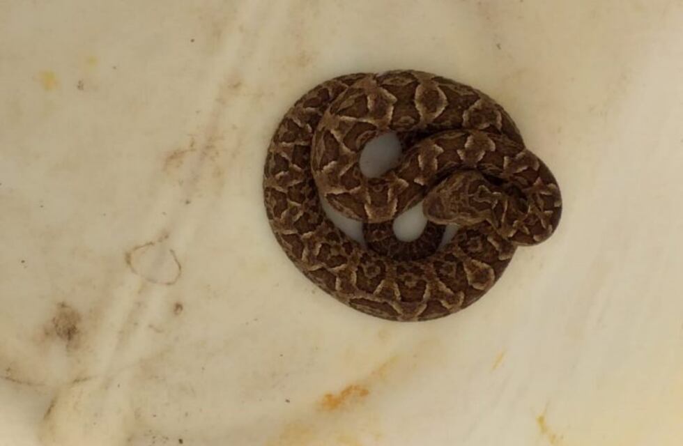 La Serranita: una mujer fue mordida por una yarará y se encuentra en terapia intensiva