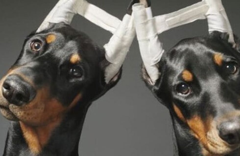 España: Prohíbe cortar la cola y las orejas de las mascotas