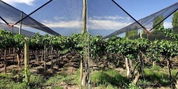 Más de 500 millones de pesos se invertirán en el Sur con Mendoza Activa