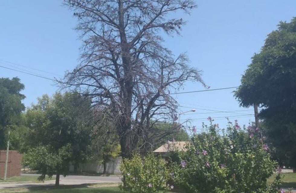 Barrio Güemes: denuncian que hay un pino seco que corre peligro de caerse