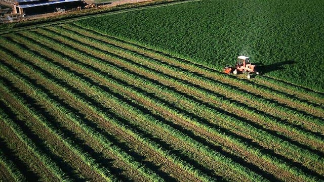 Forrajeras: Argentina produce 244 millones de toneladas al año