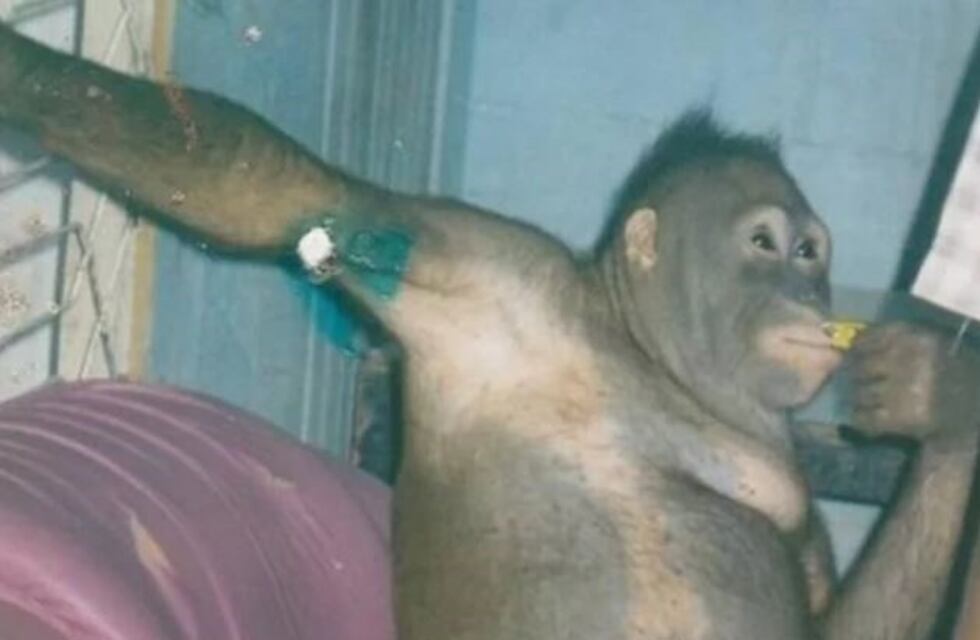 La triste historia de Pony, la oranguntana a la que depilaban y maquillaban para prostituirla