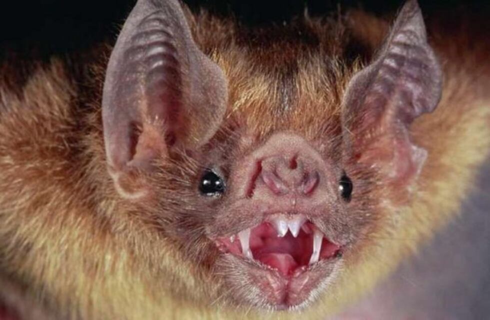 ¡Atención! Comunicado del Circulo de Veterinarios de Alta Gracia