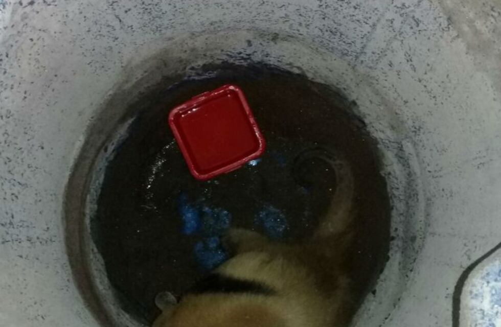 Rescataron a un oso melero en la zona rural de Río Primero