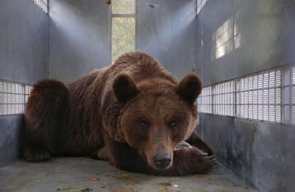 Trasladan a los diez últimos osos pardos del ex Zoo de Mendoza a EEUU