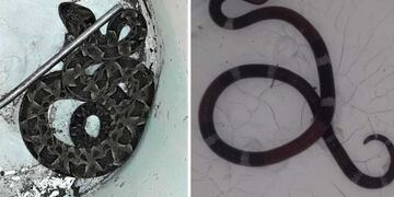 Yarará Chica y Serpiente de Coral