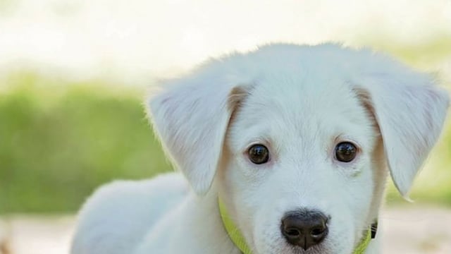 Campaña contra el maltrato animal\u002E