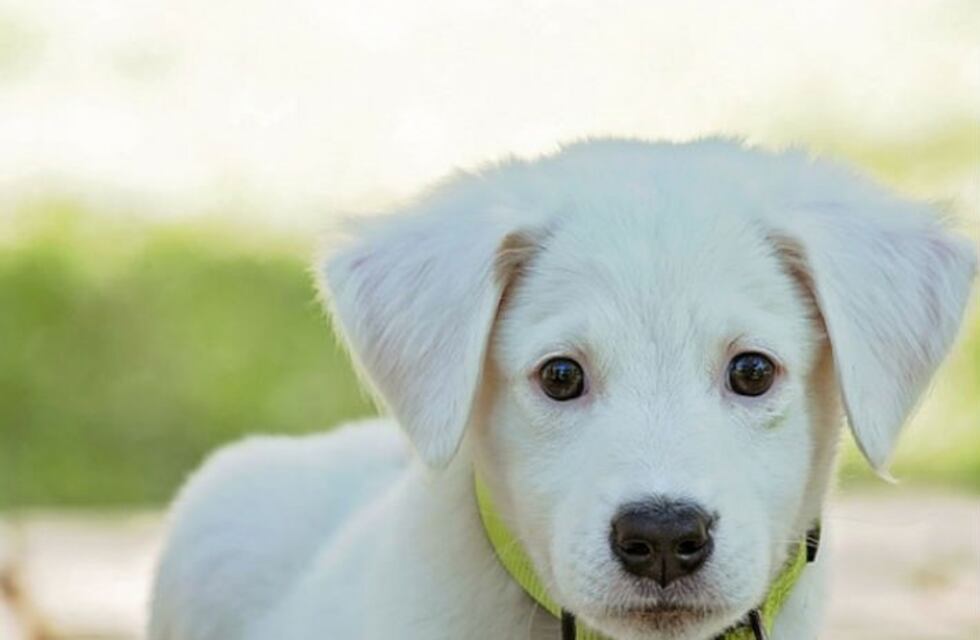 Jesús María: piden justicia por un perro quemado con aceite